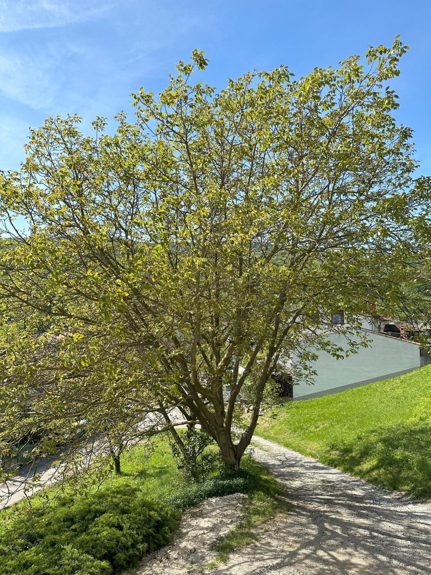 Apartma Anze Samec Dobravlje Exterior photo